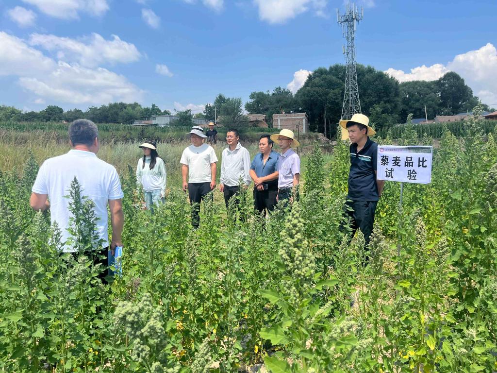 省农科院畜草所选育的4个藜麦新品种亮相田间考察获专家组好评