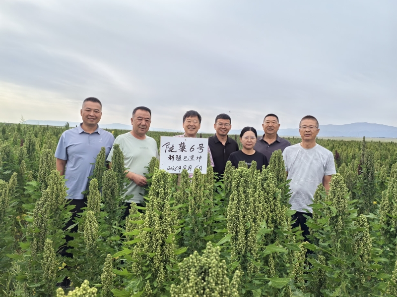 “陇藜”系列新品种在新疆巴里坤引种种植喜获成功