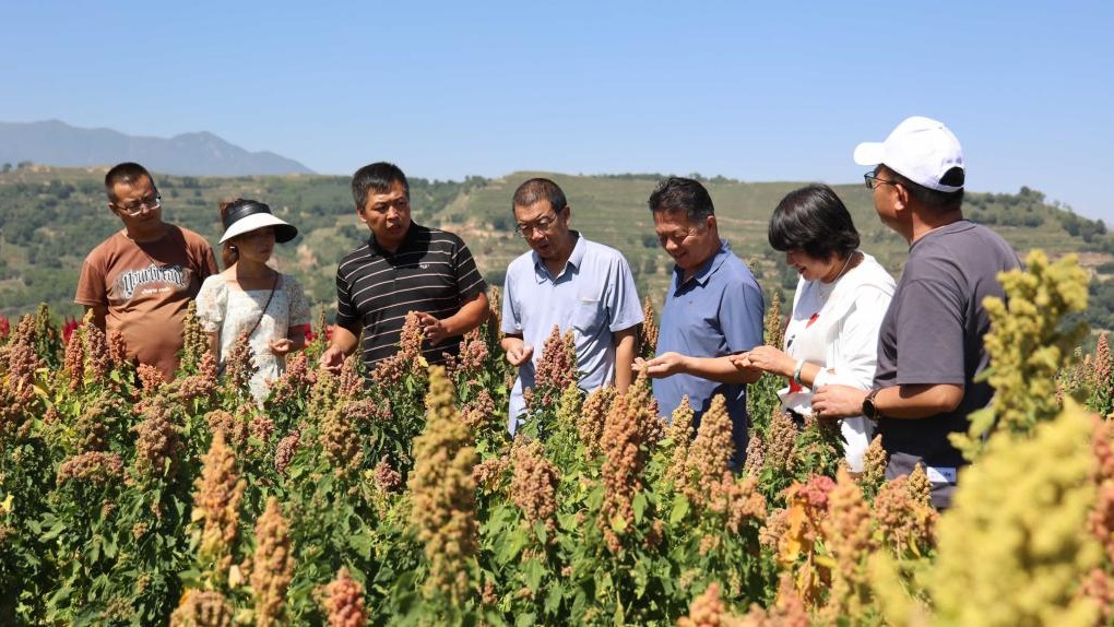 我院畜草所举办藜麦机械化收获现场观摩会