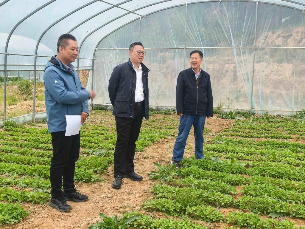 花军委实地调研我院畜草所藜麦苗菜试验示范工作