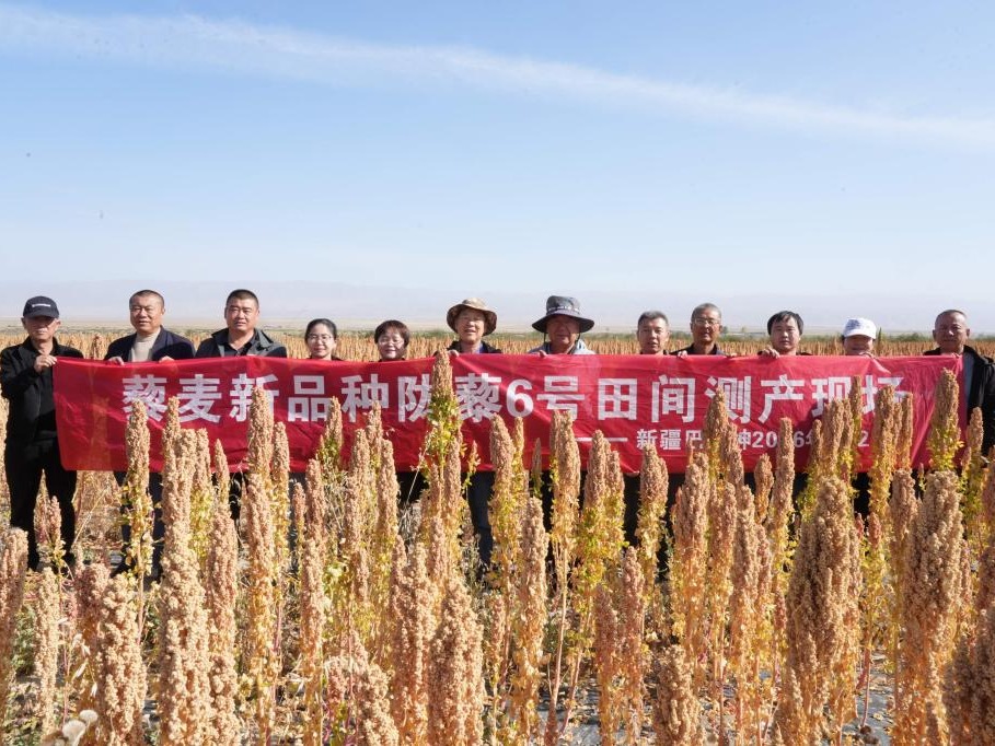 亩产348.64公斤！省农科院陇藜6号刷新优质白藜麦高产纪录