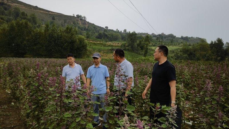 畜草与绿色农业研究所科技人员赴积石山县开展技术指导